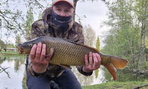 Common Carp