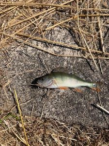 European Perch