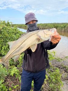 Atlantic Snook