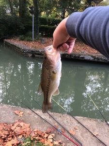 Largemouth Bass
