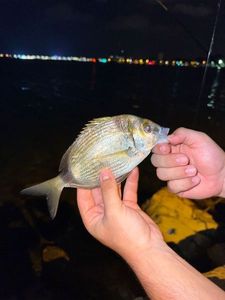 White Seabream