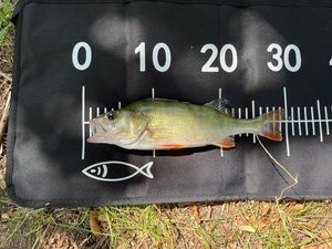 European Perch