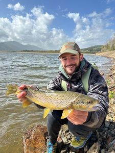 Brown Trout