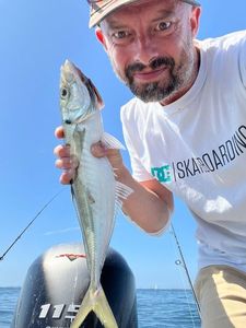 Atlantic Horse Mackerel