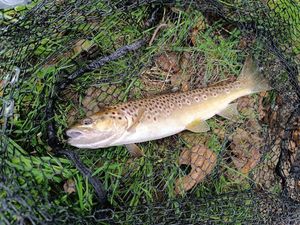 Brown Trout