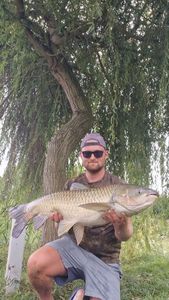 Grass Carp