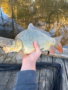 Common Carp