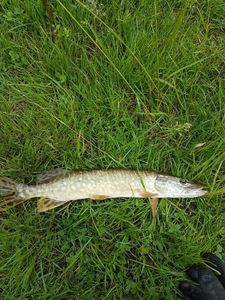 Northern Pike