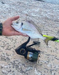 Gilthead Seabream