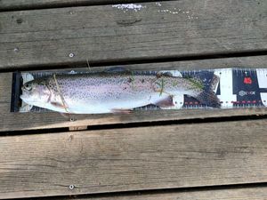Rainbow Trout