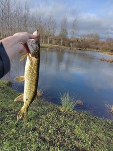 Northern Pike