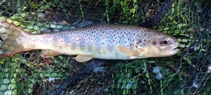 Brown Trout