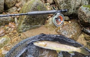 Brown Trout