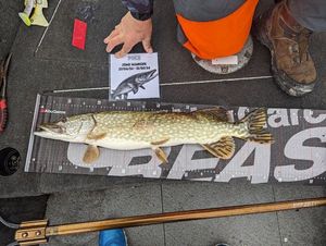 Northern Pike