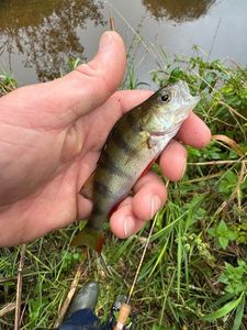 European Perch