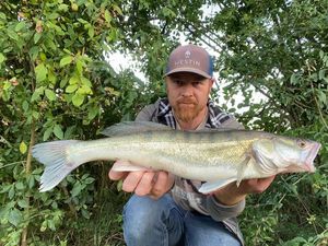 Zander