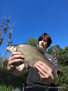 Common Bream
