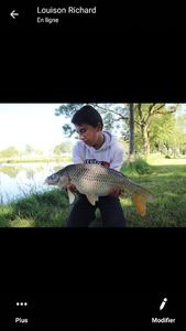 Common Carp