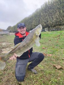 Zander