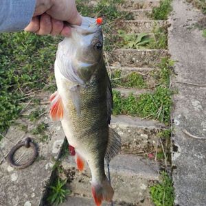 European Perch