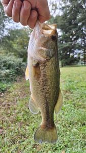 Largemouth Bass