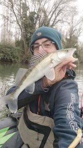 Zander