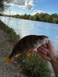 European Perch