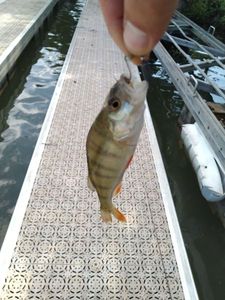 European Perch