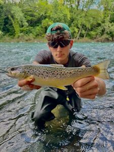 Brown Trout