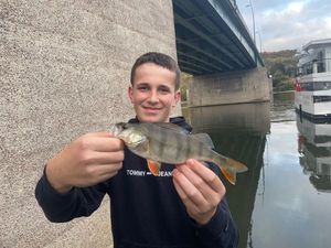 European Perch