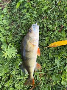 European Perch