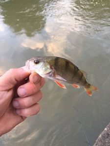 European Perch