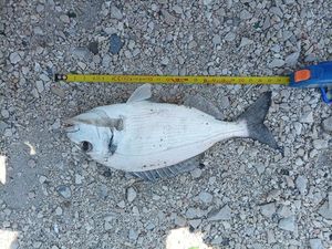 Gilthead Seabream