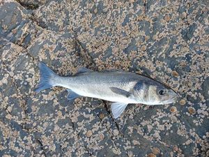 European Bass (Seabass)
