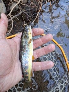 Brown Trout