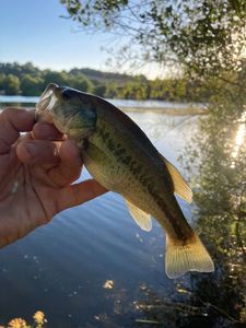 Largemouth Bass