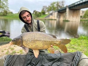Common Carp