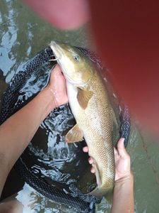 Barbel