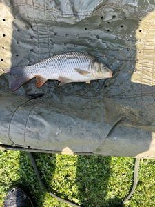 Crucian Carp