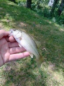 Largemouth Bass