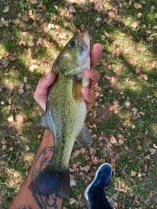 Largemouth Bass