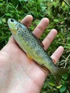 Brown Trout