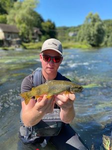 Brown Trout