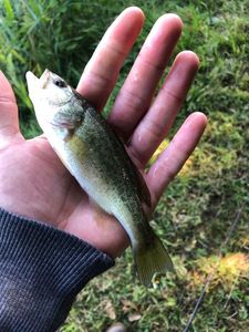 Largemouth Bass