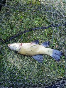 Tench