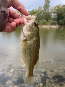 Largemouth Bass