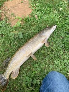 Northern Pike