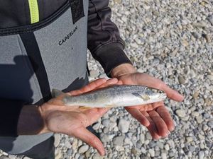 Brown Trout