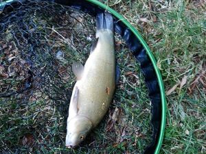Tench