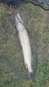 Northern Pike